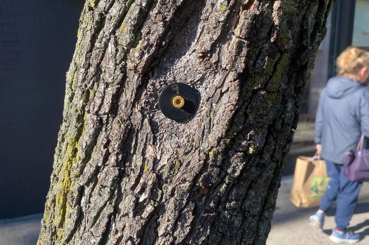 A photo of a tree with an electronic surveillance dot drilled into its trunk.